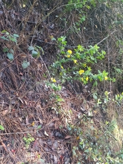 Genista monspessulana