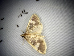 Pseudebulea fentoni