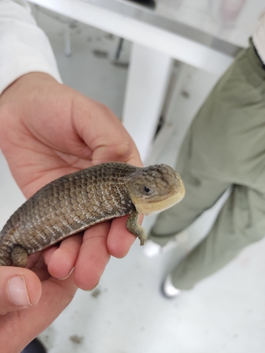 Imbricate Alligator Lizard