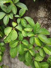 Parthenocissus quinquefolia