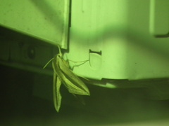 Theretra oldenlandiae