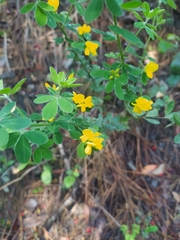 Genista monspessulana