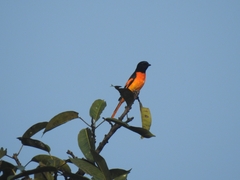 Pericrocotus flammeus