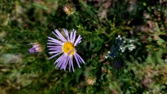 Aster biennis