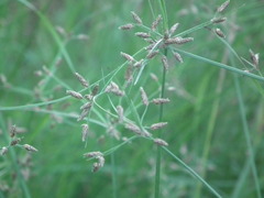 Fimbristylis