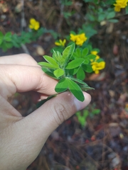 Genista monspessulana
