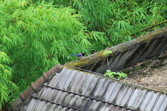 Urocissa erythroryncha