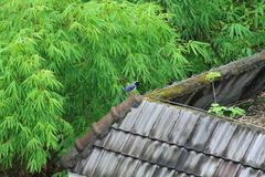 Urocissa erythroryncha