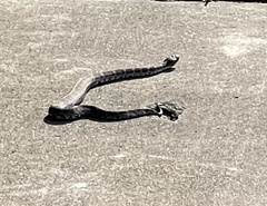 Gloydius changdaoensis