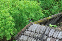 Urocissa erythroryncha