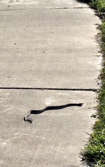 Gloydius changdaoensis