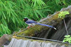 Urocissa erythroryncha