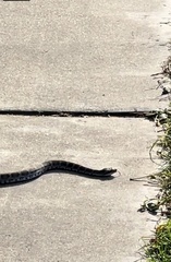 Gloydius changdaoensis