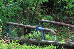 Urocissa erythroryncha