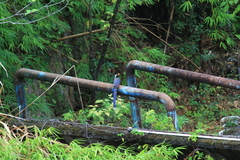 Urocissa erythroryncha