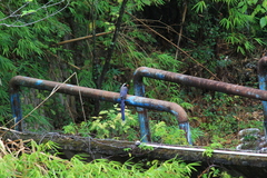 Urocissa erythroryncha