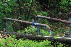 Urocissa erythroryncha