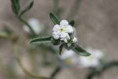 Cryptantha oxygona