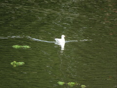 Chroicocephalus maculipennis
