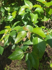 Aristotelia chilensis