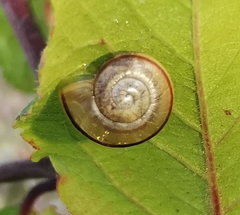Fruticicola fruticum