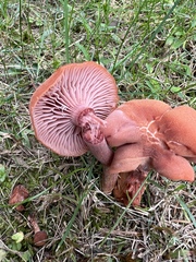 Laccaria bicolor