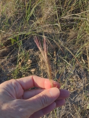 Aristida purpurea
