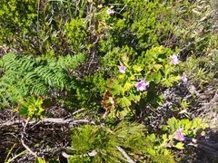 Pelargonium cucullatum strigifolium