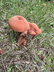 Laccaria bicolor