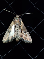 Mniotype occidentalis