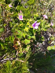Pelargonium cucullatum strigifolium