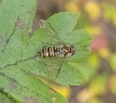 Episyrphus balteatus
