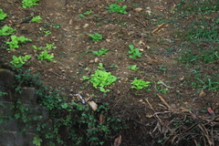 Pycnonotus xanthorrhous