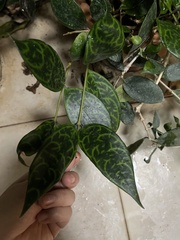 Aeschynanthus longicaulis