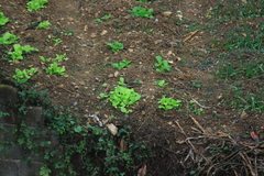 Pycnonotus xanthorrhous