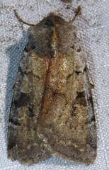 Richia parentalis