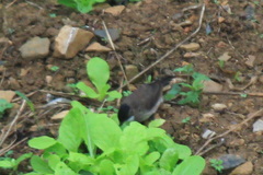 Pycnonotus xanthorrhous