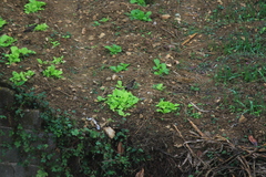 Pycnonotus xanthorrhous