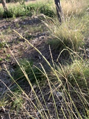 Eriochloa sericea