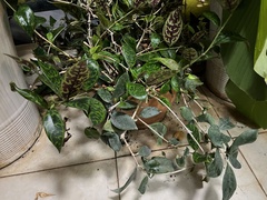 Aeschynanthus longicaulis