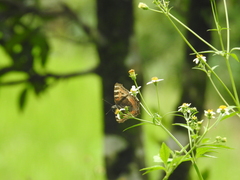 Aglais caschmirensis
