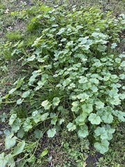Malva pusilla