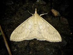 Nomis albopedalis