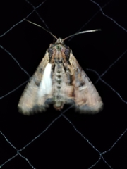 Mniotype occidentalis