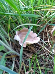 Calocybe carnea