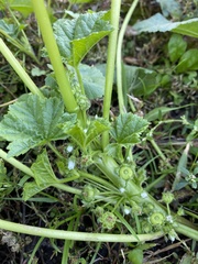 Malva pusilla
