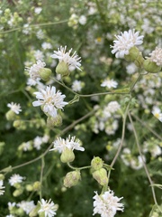 Moscharia pinnatifida