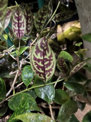 Aeschynanthus longicaulis