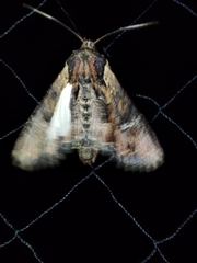 Mniotype occidentalis