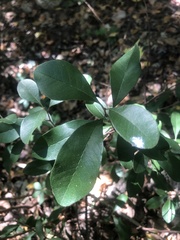 Sideroxylon lanuginosum